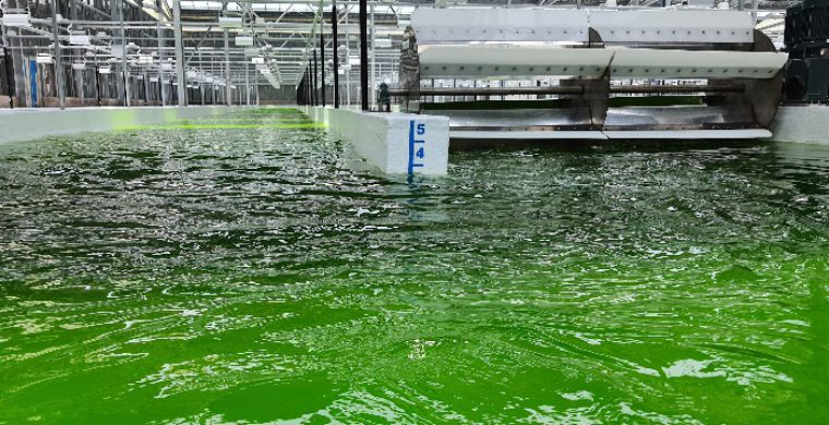 The tested Nanno algae product proved successful